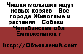   Чишки-малышки ищут новых хозяев - Все города Животные и растения » Собаки   . Челябинская обл.,Еманжелинск г.